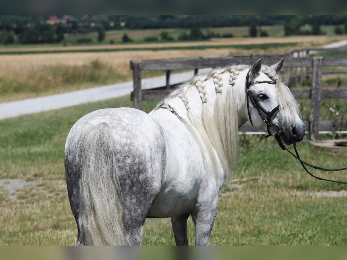 Más ponis/caballos pequeños Caballo castrado 7 años 125 cm Tordo in Rechnitz