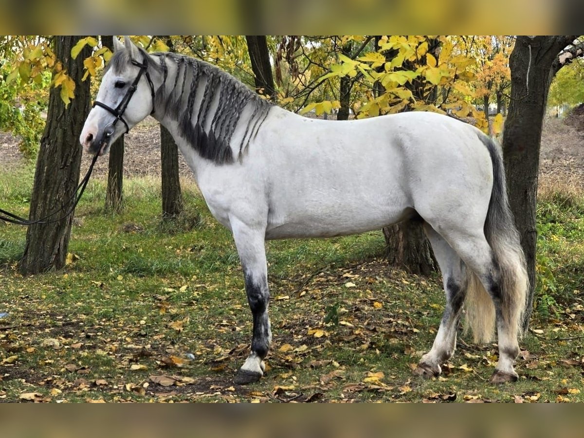 Más ponis/caballos pequeños Caballo castrado 7 años 148 cm Tordo in Békéscsaba Más ponis/caballos pequeños Caballo castrado 7 años 148 cm Tordo in Békéscsaba
