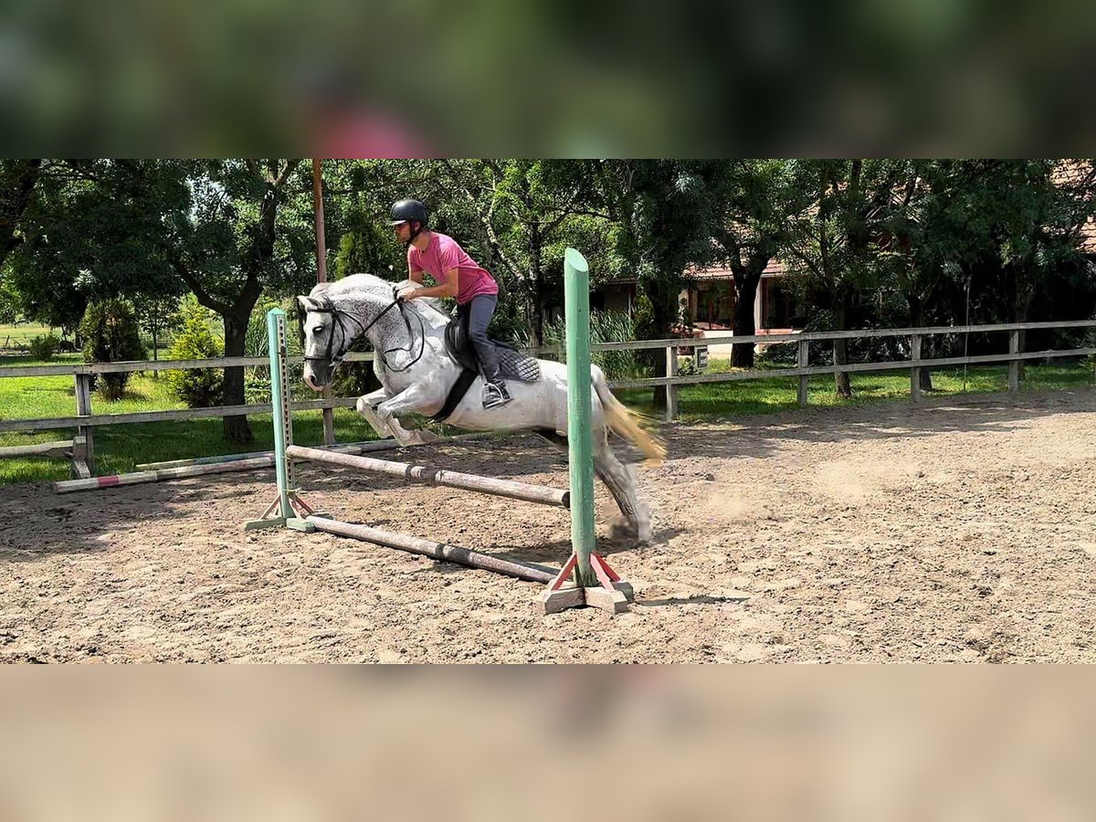 Más ponis/caballos pequeños Caballo castrado 8 años 143 cm Tordo in B&#xE9;k&#xE9;scsaba