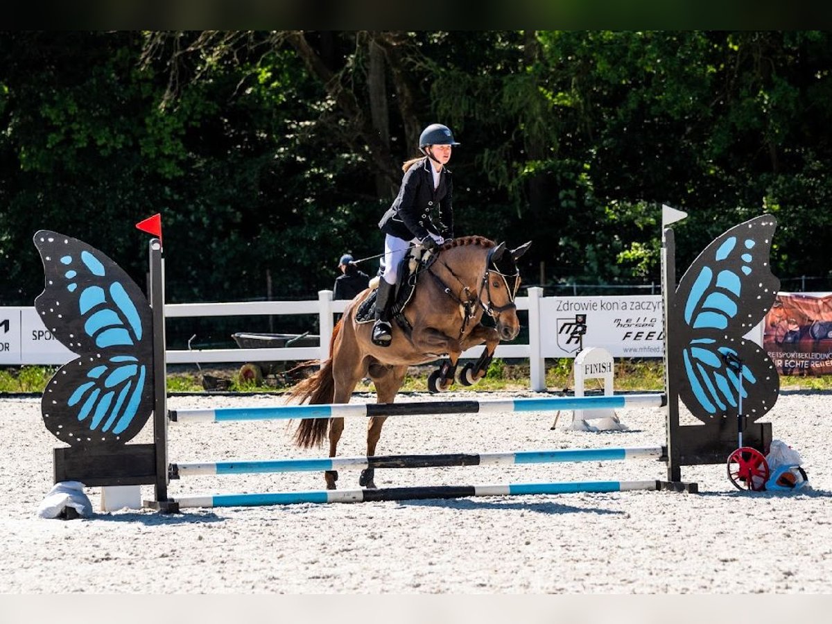 Más ponis/caballos pequeños Caballo castrado 8 años 148 cm Alazán in Ko&#x15B;cino 1C