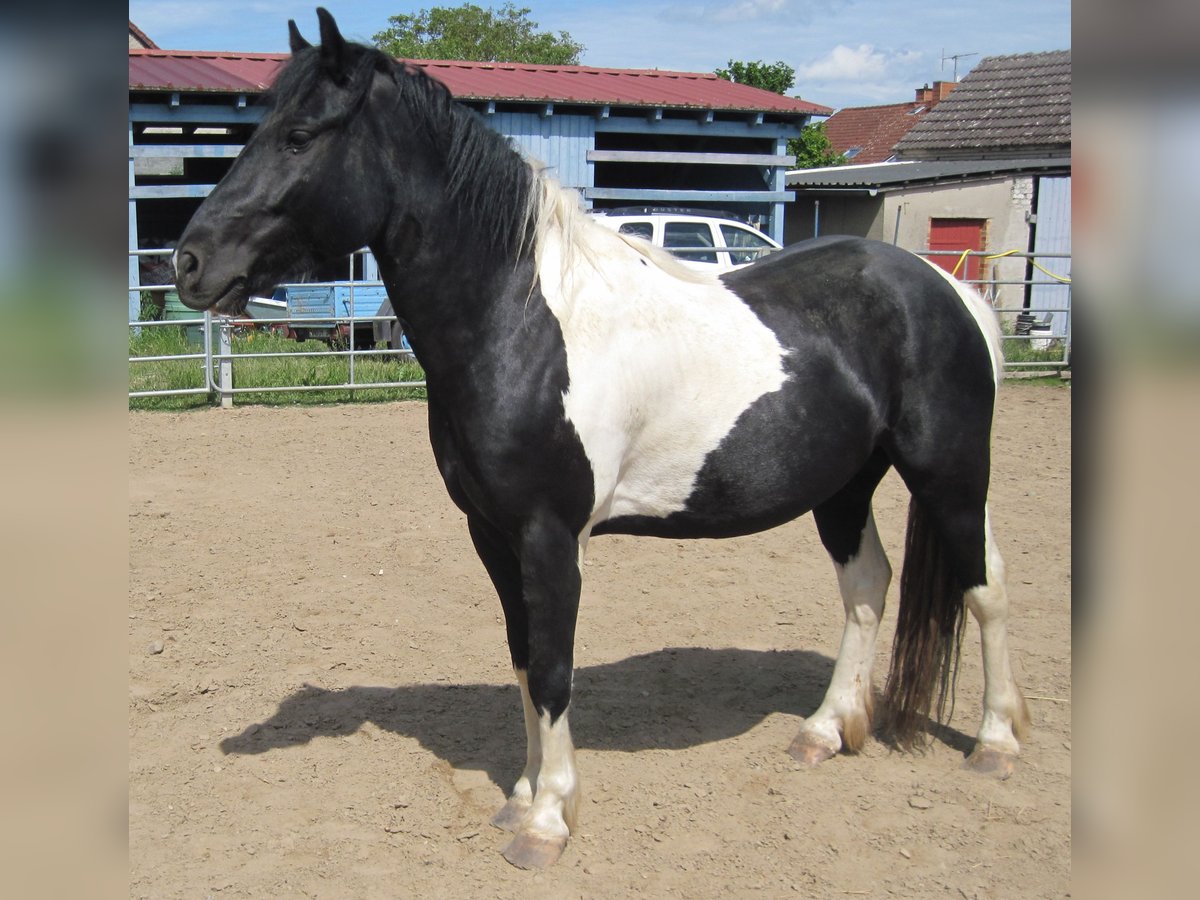 Más ponis/caballos pequeños Mestizo Caballo castrado 8 años 150 cm Pío in Angerm&#xFC;nde