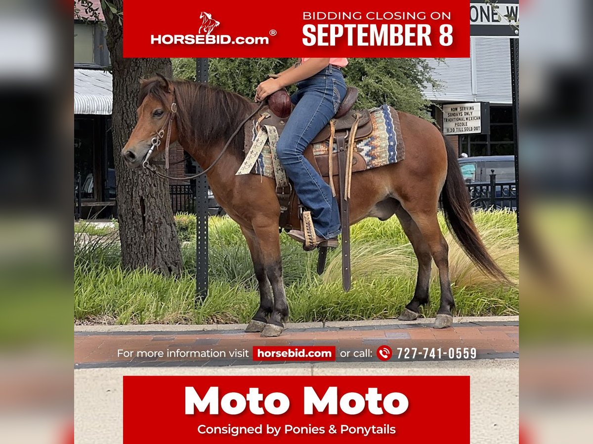 Más ponis/caballos pequeños Caballo castrado 8 años 97 cm Castaño rojizo in Cleburne