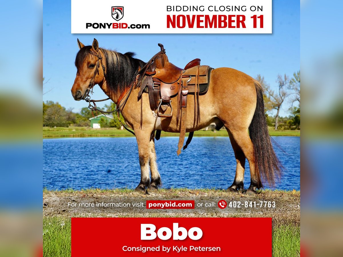 Más ponis/caballos pequeños Caballo castrado 9 años 130 cm Bayo in Corsica