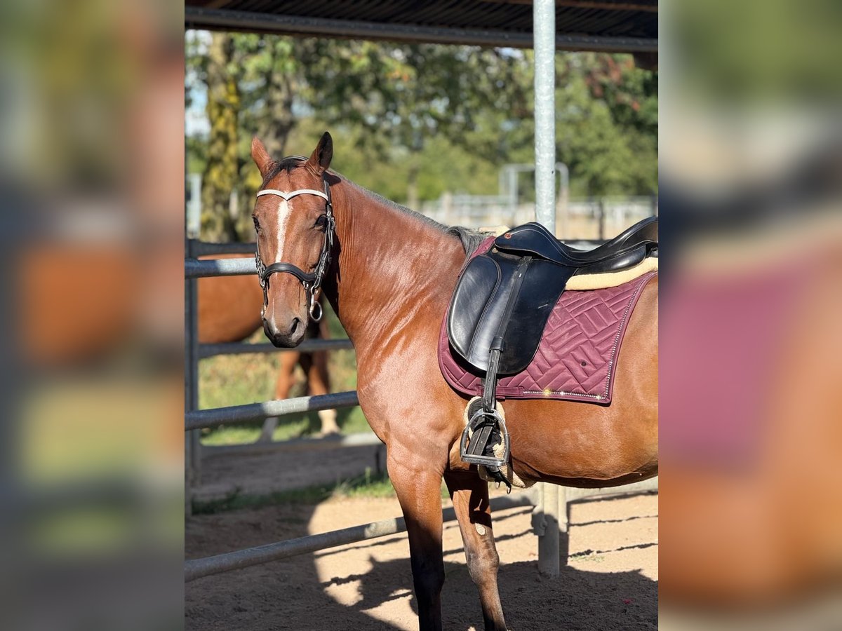 Más ponis/caballos pequeños Mestizo Caballo castrado 9 años Castaño in Viernheim
