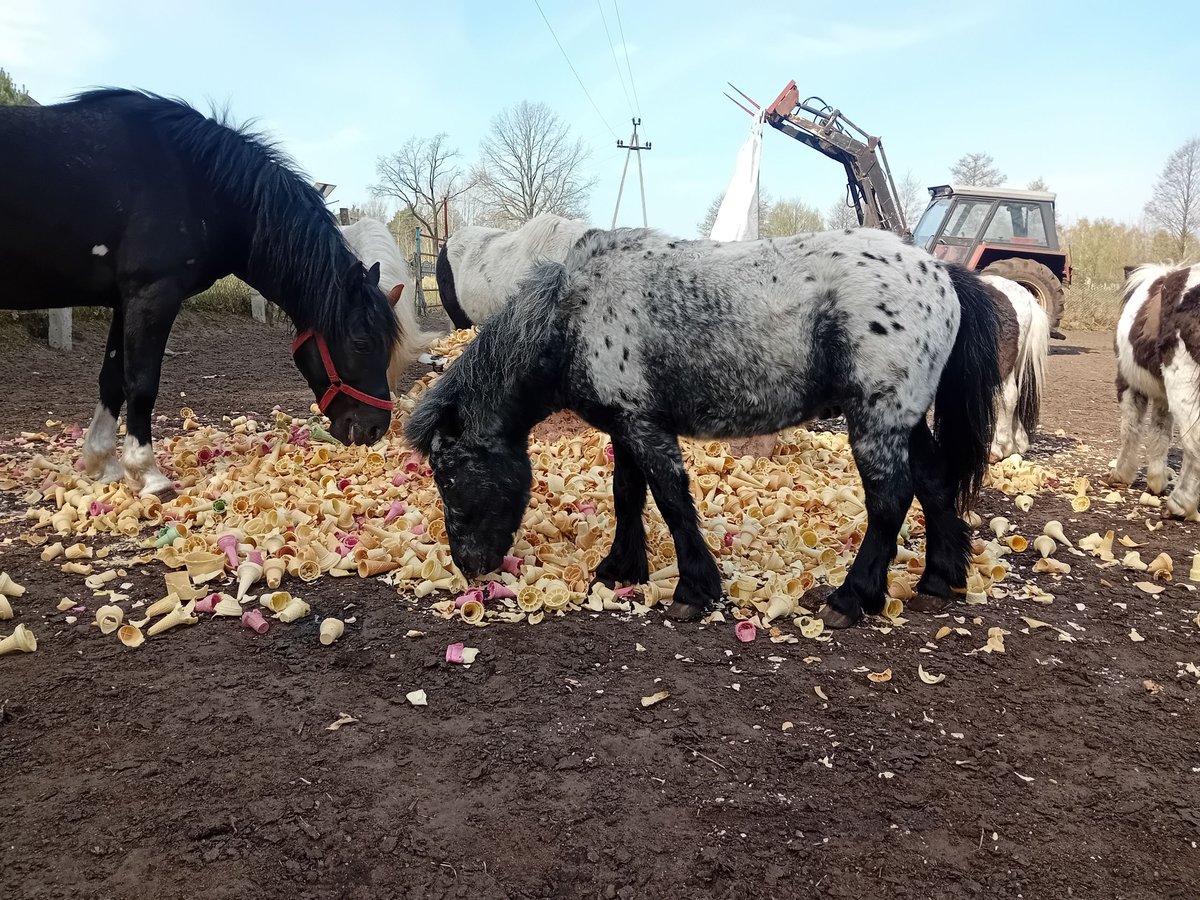 Más ponis/caballos pequeños Semental 3 años 90 cm Atigrado/Moteado in Szamocin