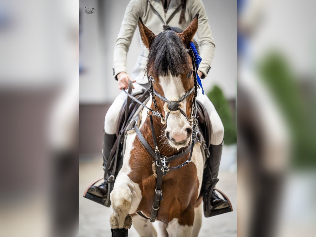 Más ponis/caballos pequeños Semental 4 años 145 cm Pío in Sierniki