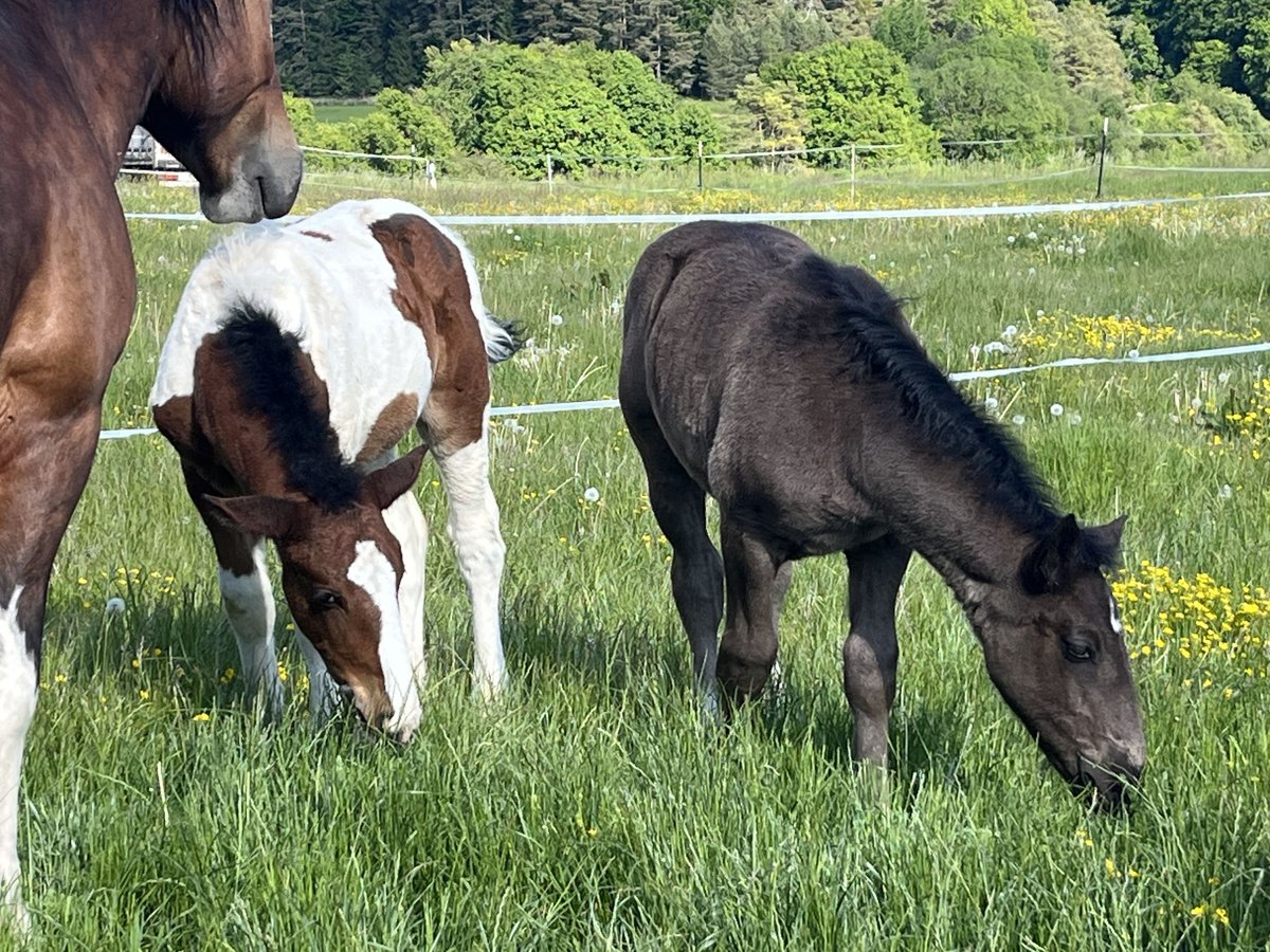 Más ponis/caballos pequeños Semental Potro (02/2025) 127 cm Pío in Ursensollen