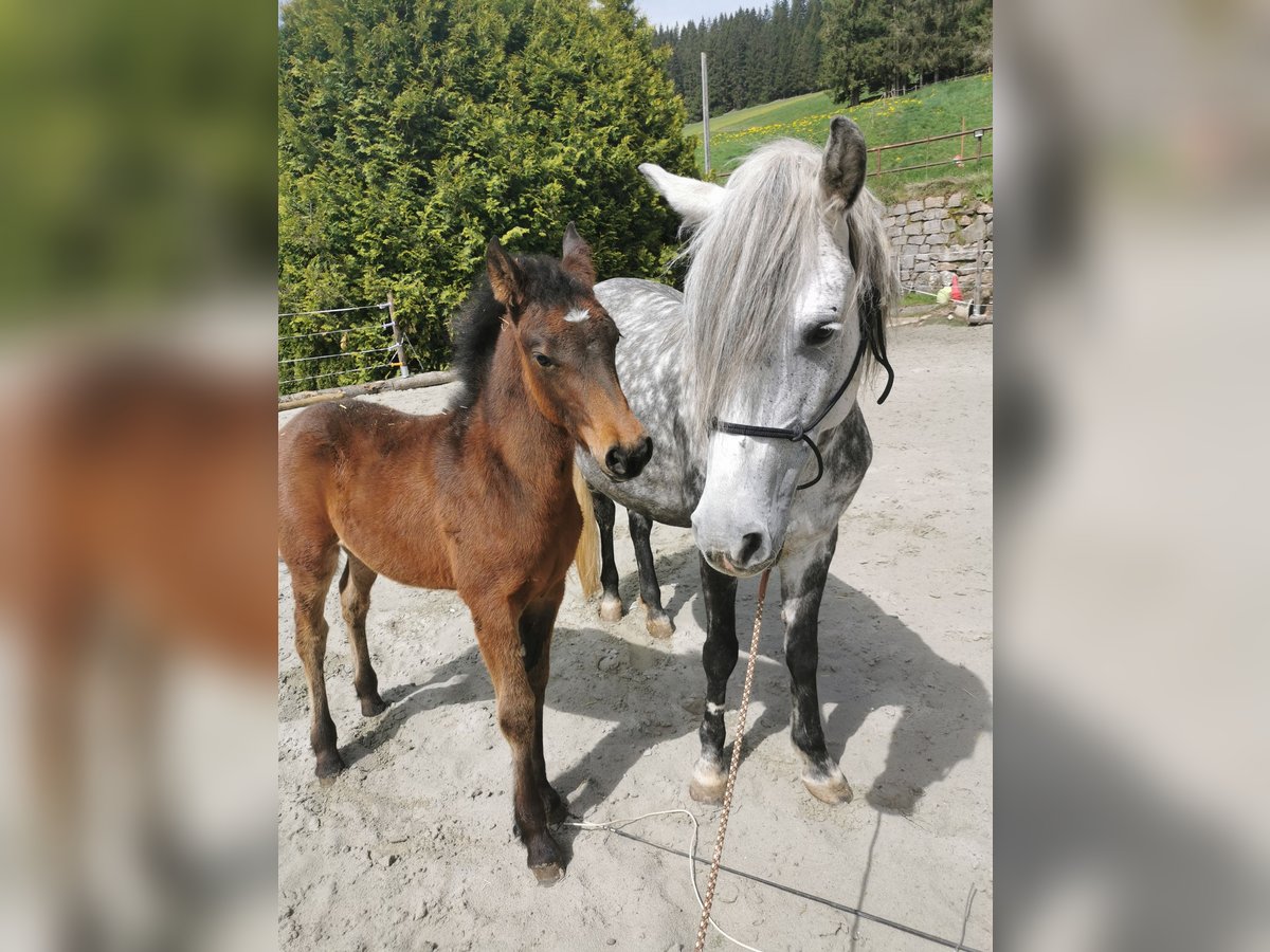 Más ponis/caballos pequeños Semental  Musgo in Furtwangen im Schwarzwald
