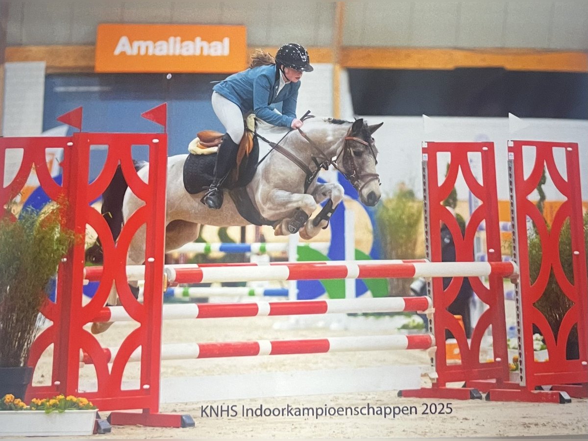 Más ponis/caballos pequeños Mestizo Yegua 11 años 136 cm Pío in Heeze