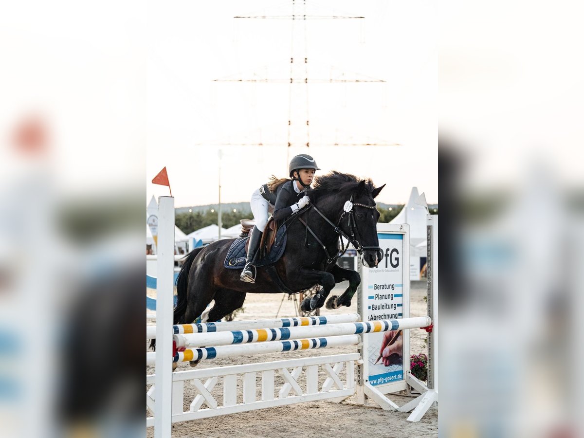 Más ponis/caballos pequeños Mestizo Yegua 11 años 140 cm Pío in Schweich