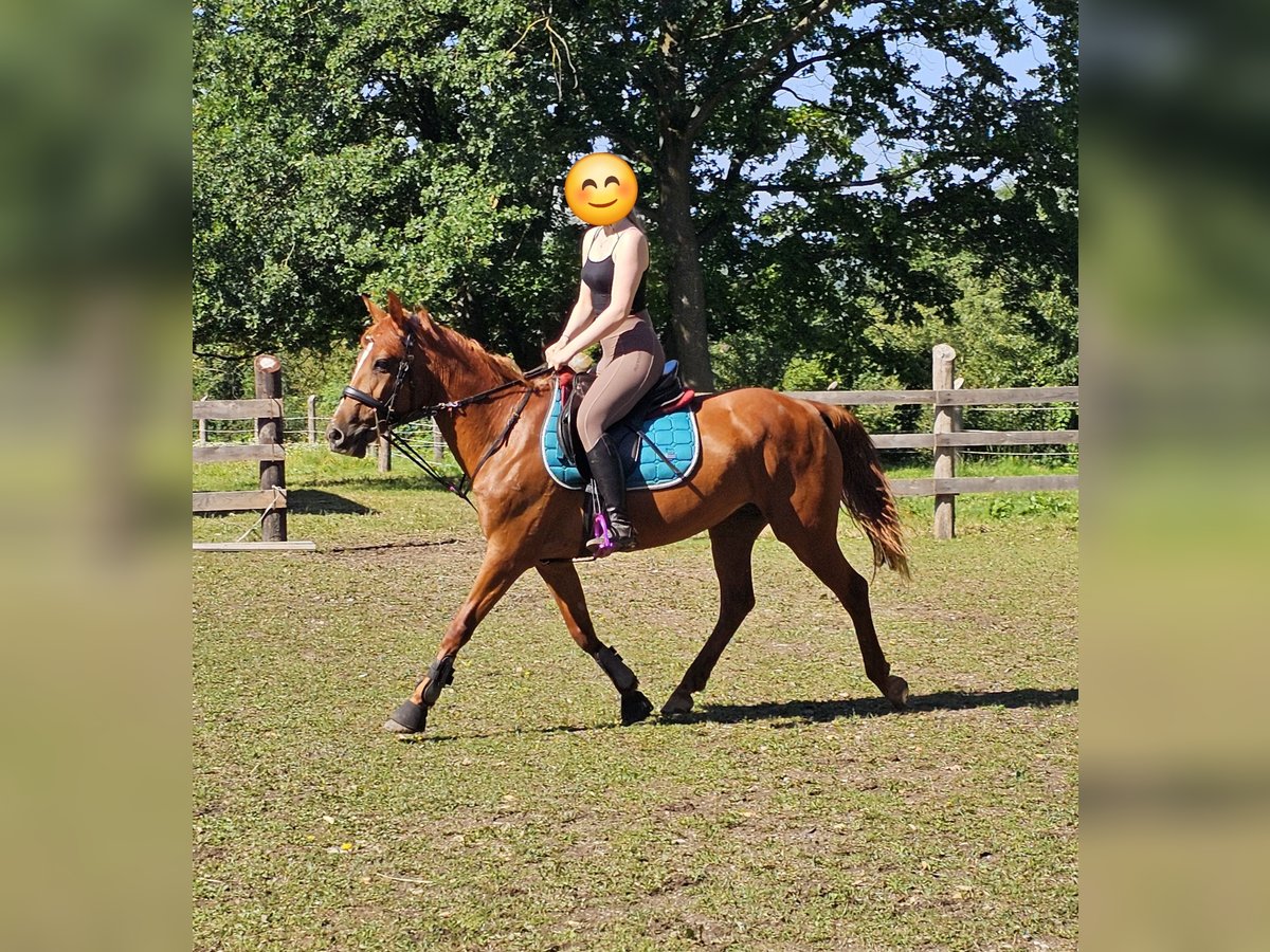 Más ponis/caballos pequeños Mestizo Yegua 11 años 148 cm Alazán in Wilhelmsburg Más ponis/caballos pequeños Mestizo Yegua 11 años 148 cm Alazán in Wilhelmsburg