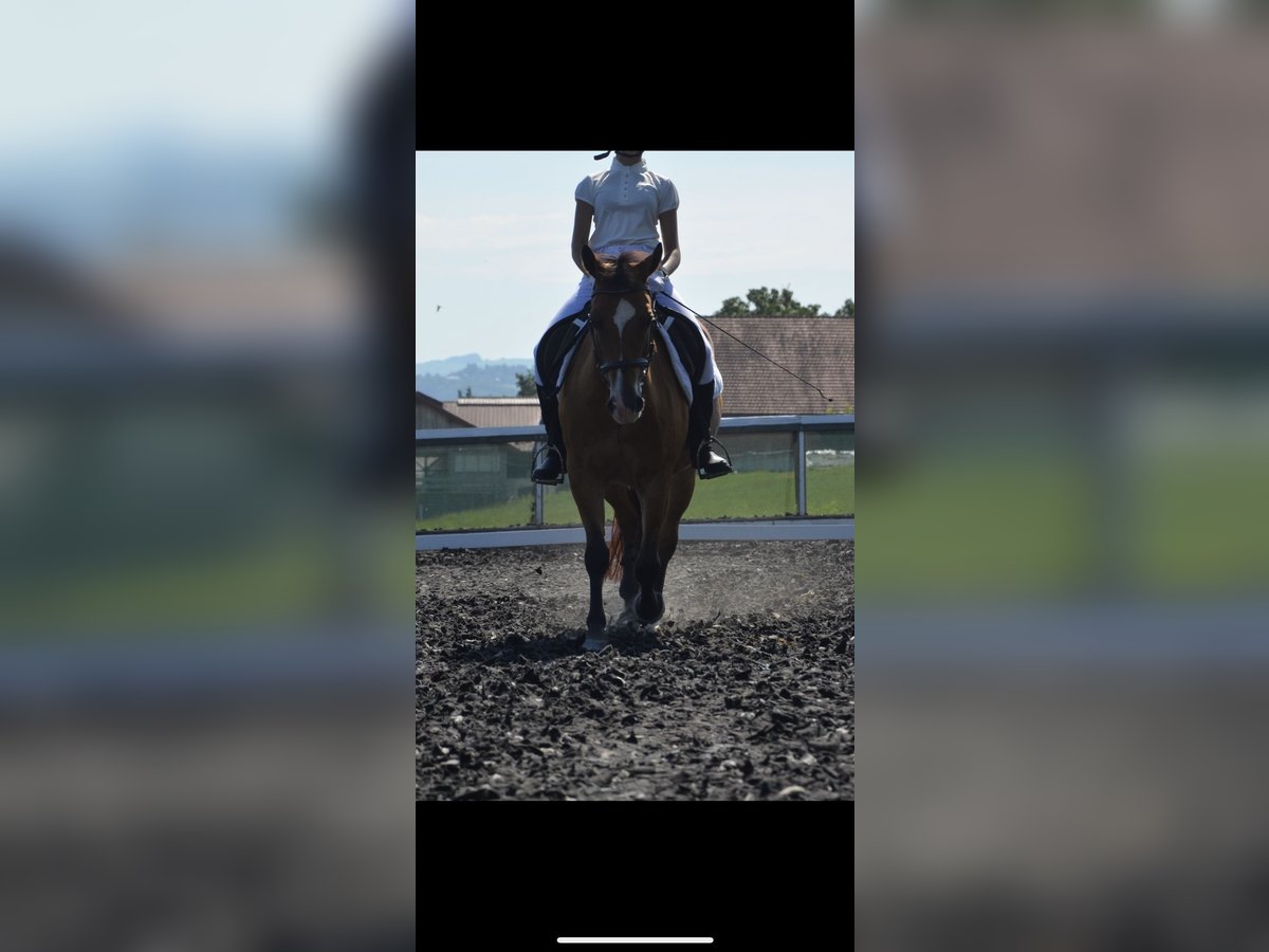 Más ponis/caballos pequeños Yegua 14 años 145 cm Castaño in Garsten