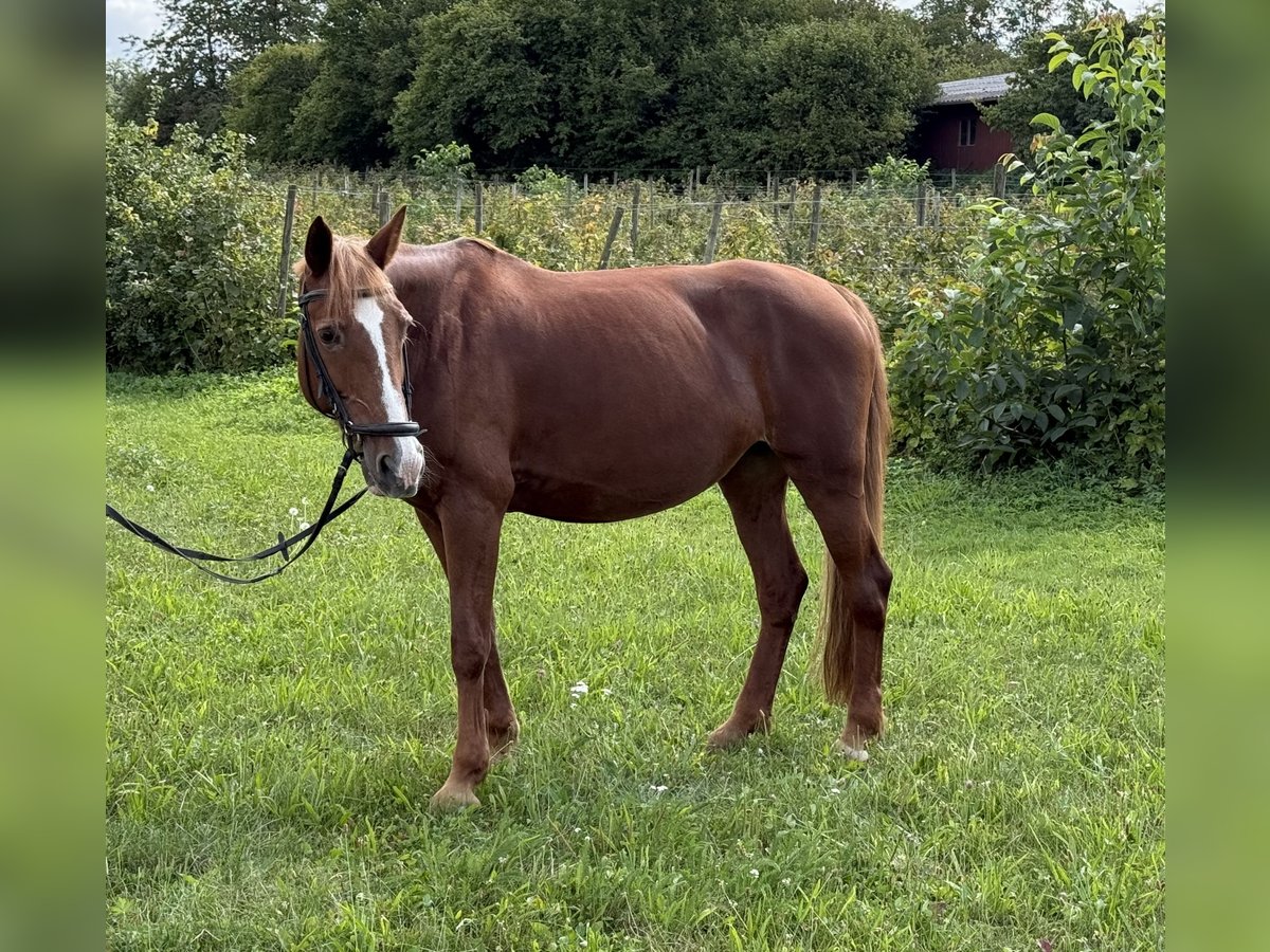 Más ponis/caballos pequeños Yegua 16 años 150 cm Alazán in Marbach am Neckar
