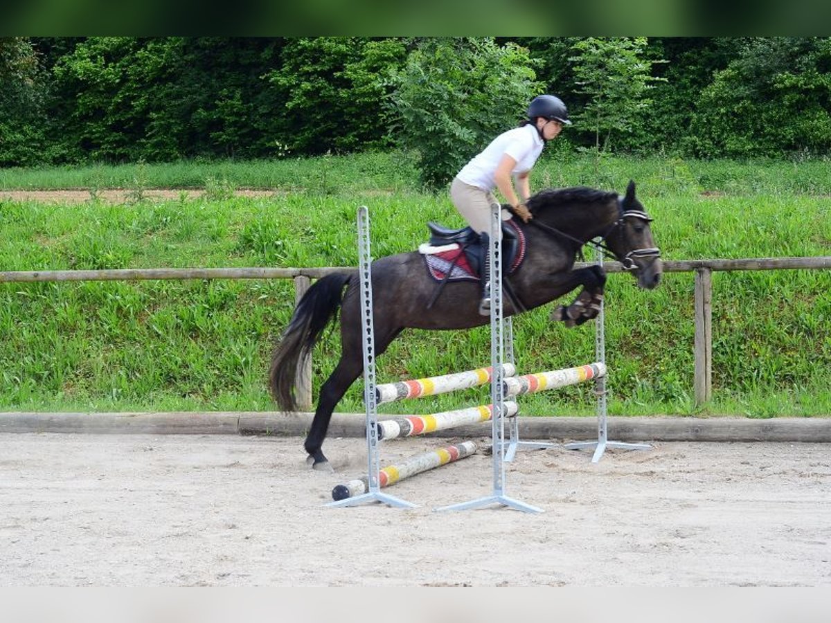 Más ponis/caballos pequeños Yegua 3 años 146 cm Tordo in Wellheim