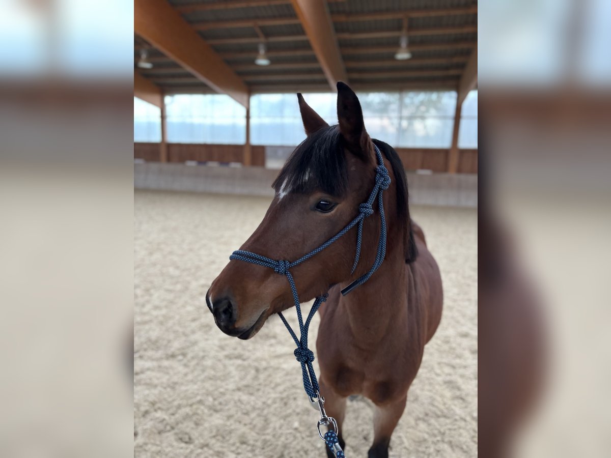 Más ponis/caballos pequeños Yegua 4 años 128 cm Alazán-tostado in Dorfbeuern Más ponis/caballos pequeños Yegua 4 años 128 cm Alazán-tostado in Dorfbeuern