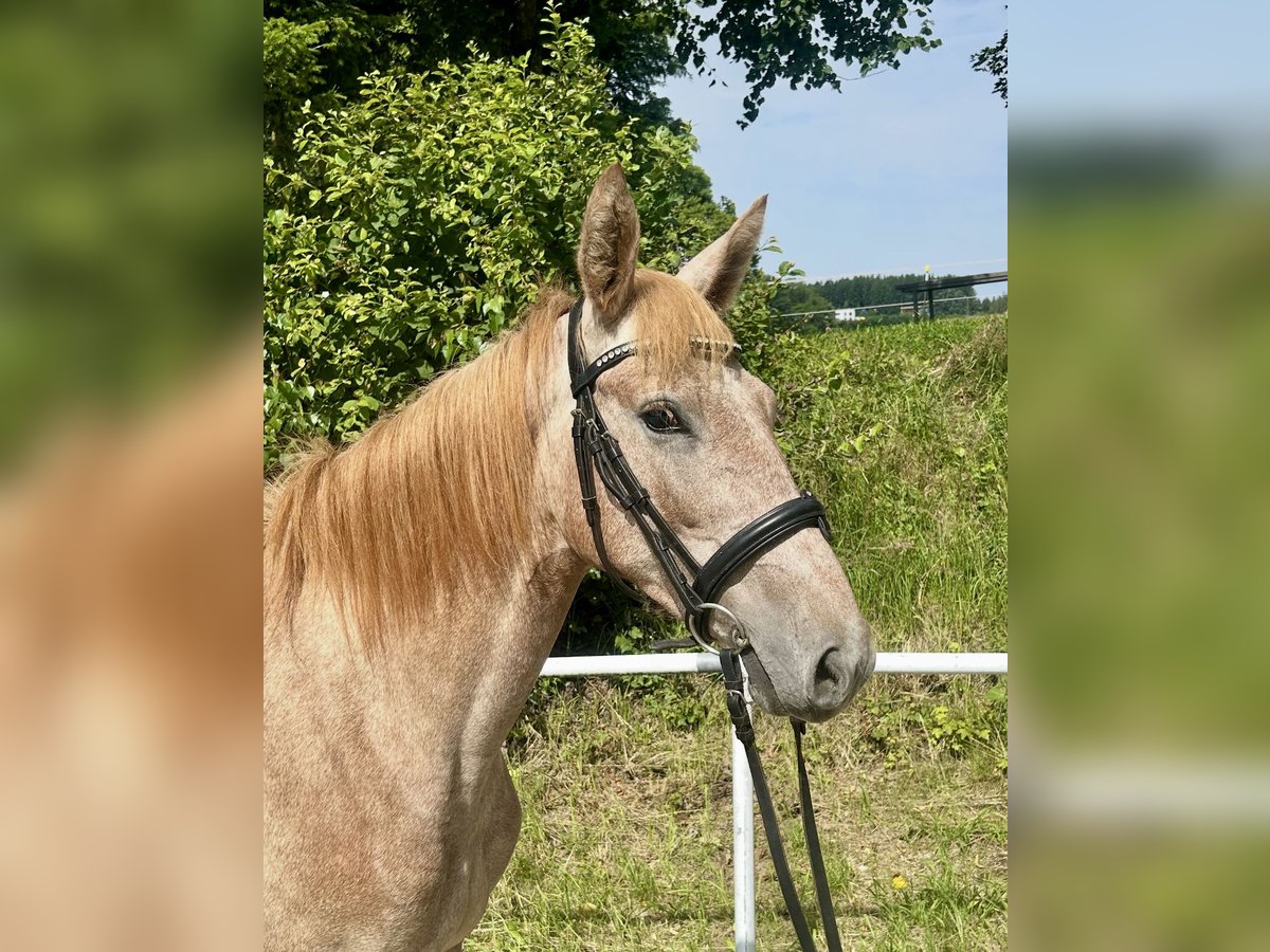 Más ponis/caballos pequeños Yegua 4 años 140 cm Overo-todas las-capas in Pelmberg