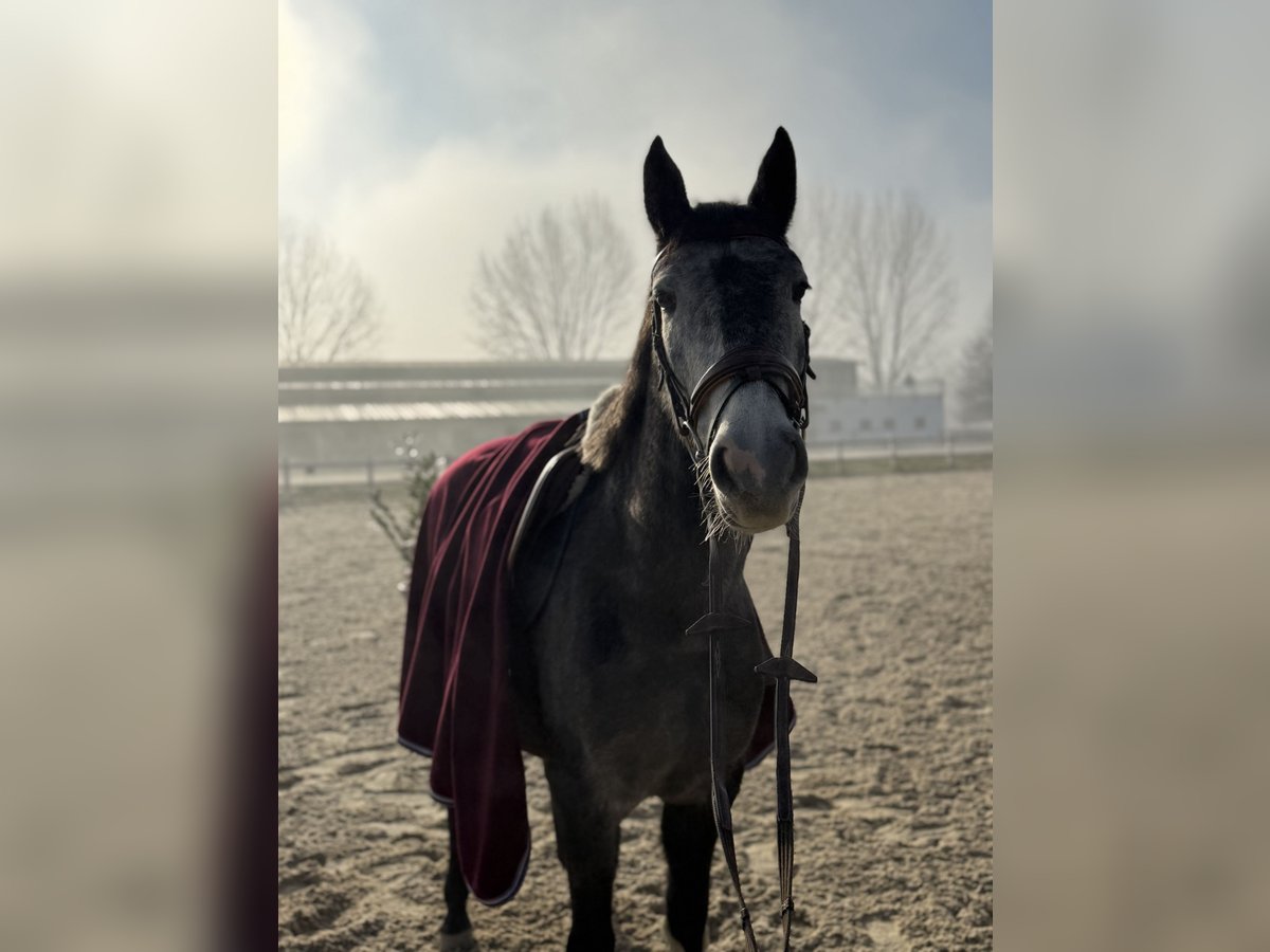 Más ponis/caballos pequeños Yegua 4 años 148 cm Tordo in Blumau