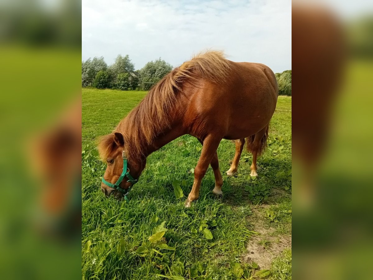 Más ponis/caballos pequeños Yegua 4 años 84 cm Alazán in Berlare