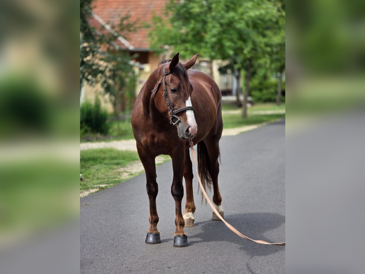 Más ponis/caballos pequeños Yegua 5 años 152 cm Alazán-tostado in B&#xE9;k&#xE9;scsaba