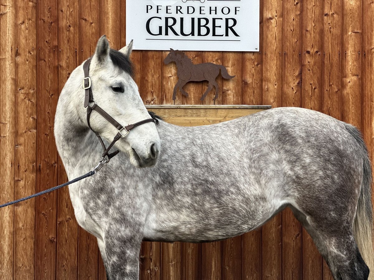 Más ponis/caballos pequeños Yegua 5 años 155 cm Tordo in Sankt Veit im Pongau