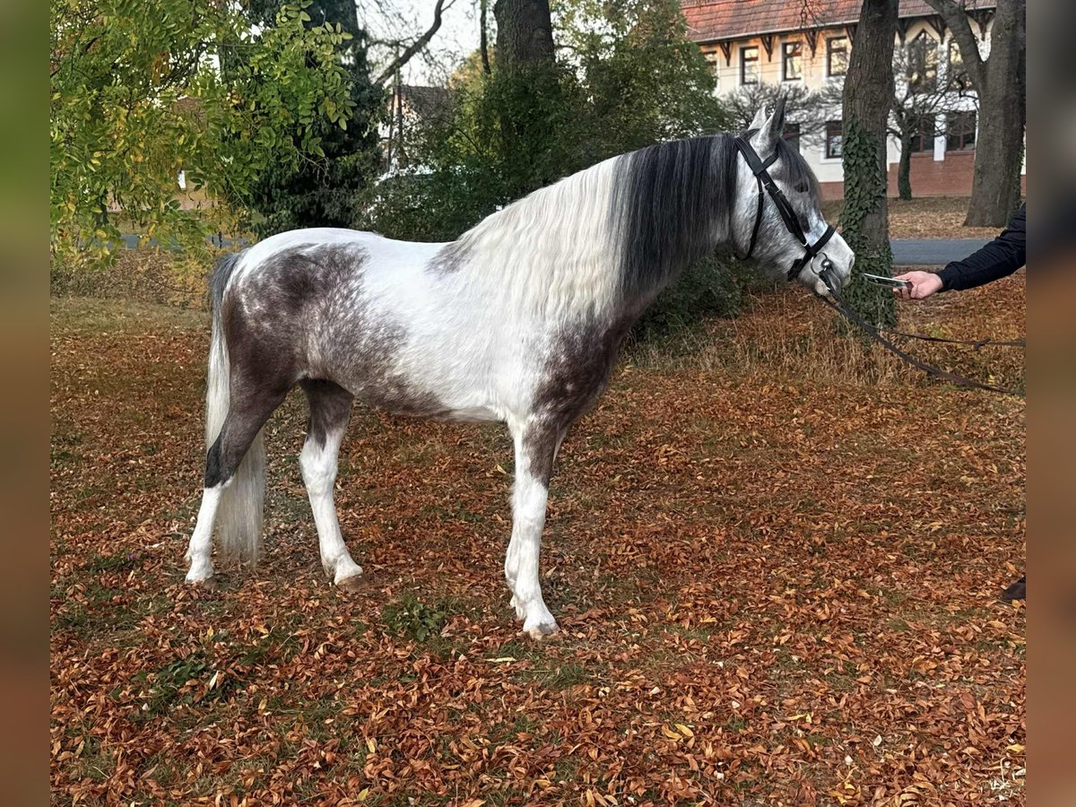 Más ponis/caballos pequeños Yegua 6 años 147 cm Pío in B&#xE9;k&#xE9;scsaba