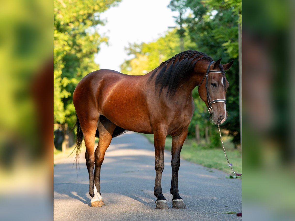 Más ponis/caballos pequeños Yegua 6 años 150 cm in Mez&#x151;hegyes
