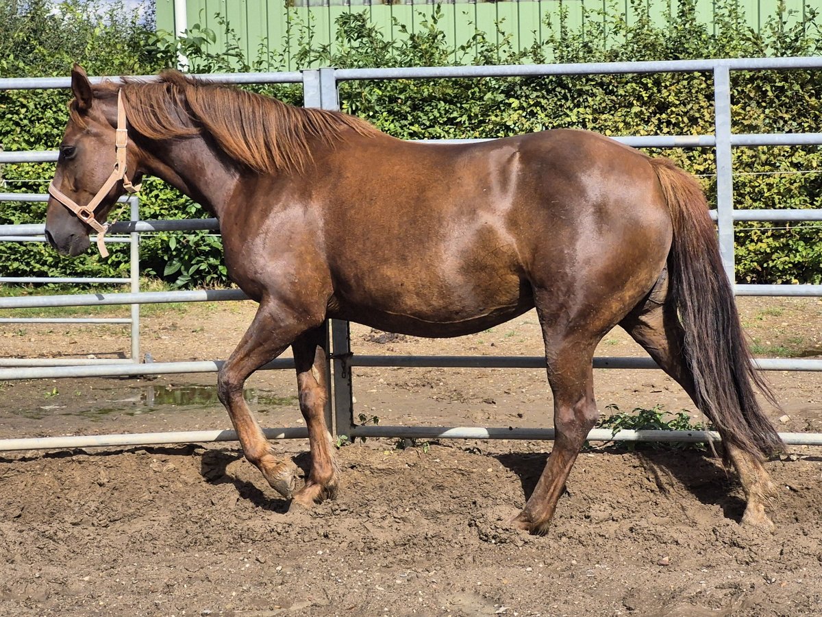 Más ponis/caballos pequeños Mestizo Yegua 7 años 150 cm in Alpen