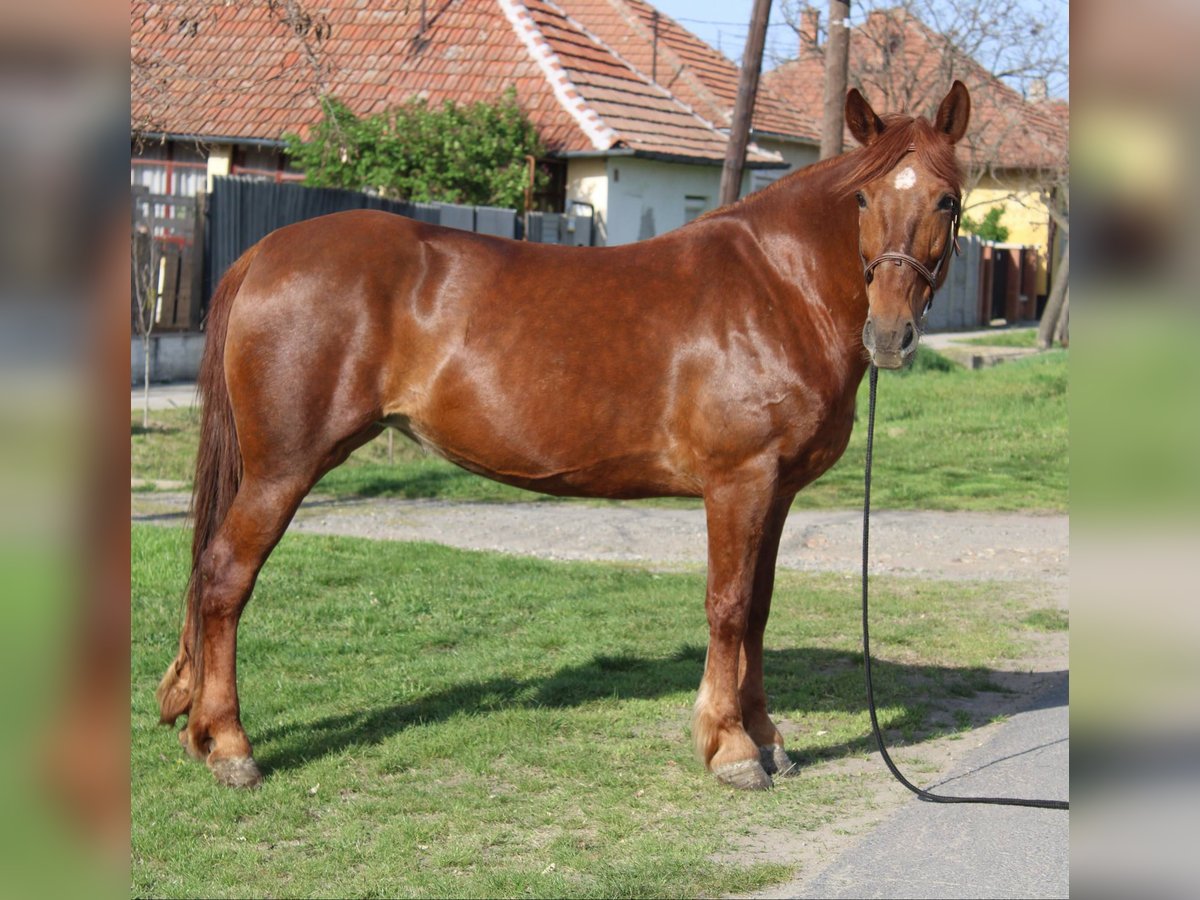Más ponis/caballos pequeños Yegua 7 años 153 cm Alazán in Békés Más ponis/caballos pequeños Yegua 7 años 153 cm Alazán in Békés