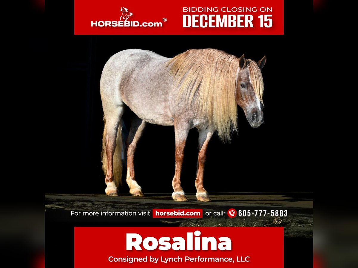 Más ponis/caballos pequeños Yegua 8 años 117 cm Ruano alazán in Canistota