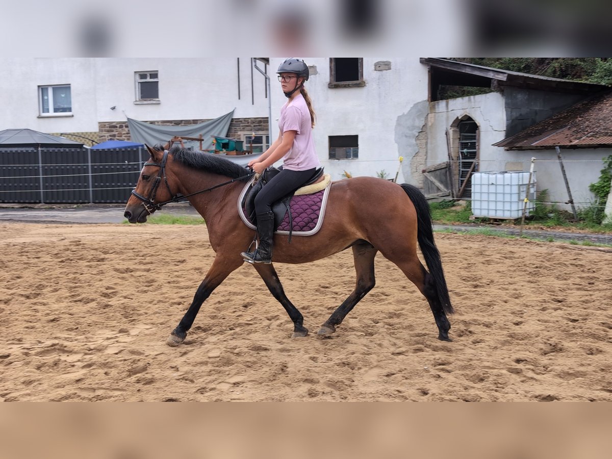 Más ponis/caballos pequeños Yegua 8 años 147 cm Castaño in Morsbach