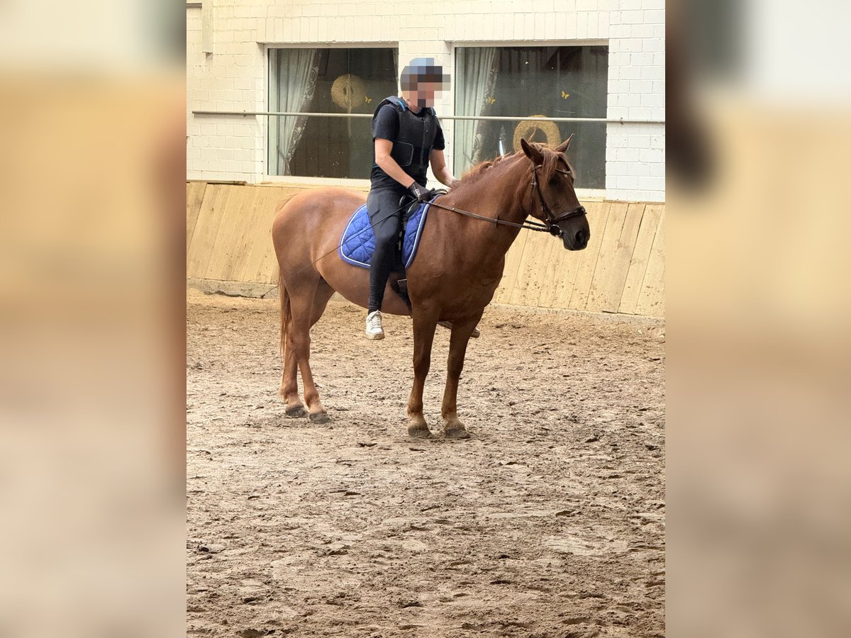 Más ponis/caballos pequeños Mestizo Yegua 8 años 148 cm Alazán in Meppen Más ponis/caballos pequeños Mestizo Yegua 8 años 148 cm Alazán in Meppen