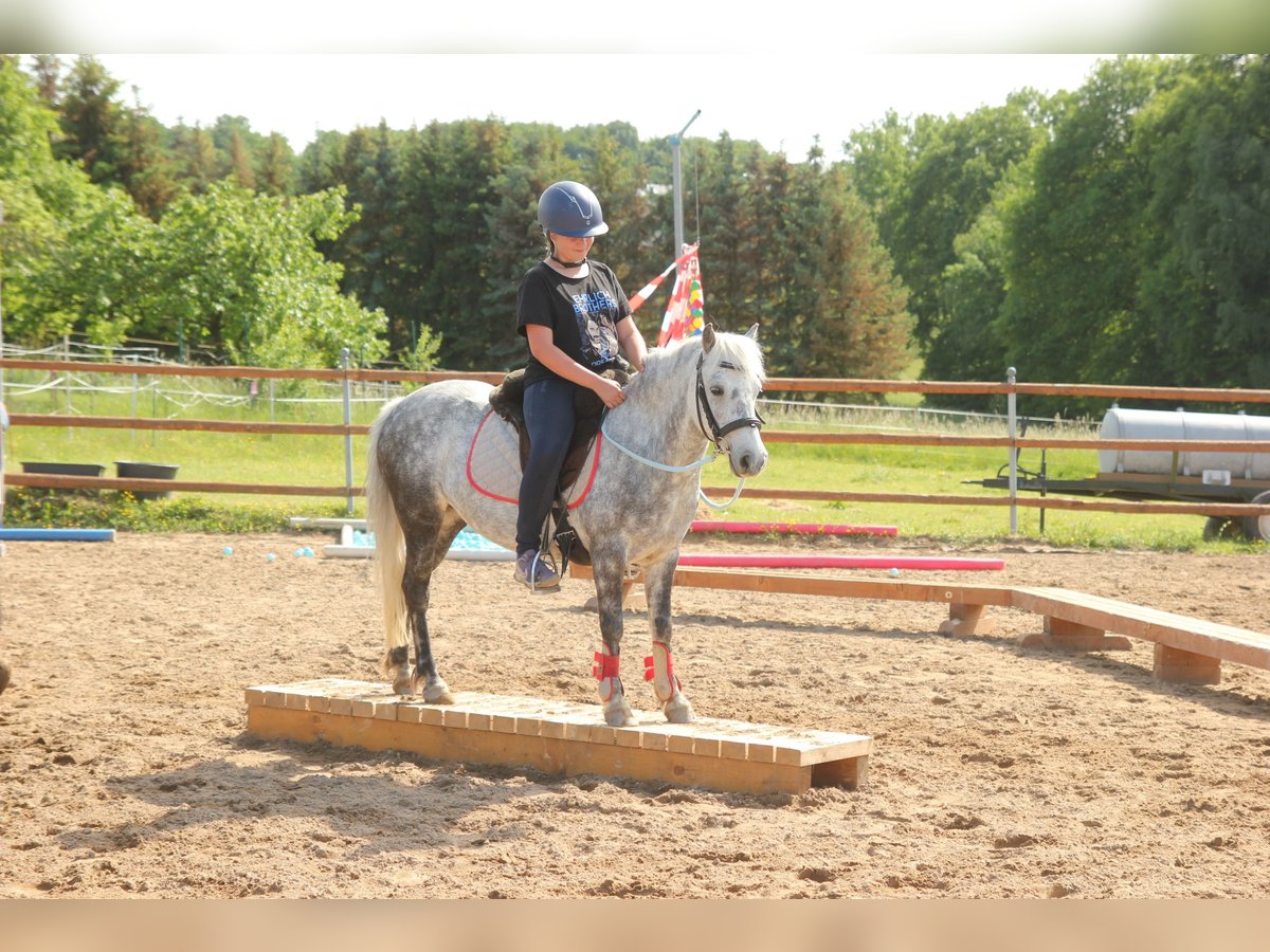 Más ponis/caballos pequeños Mestizo Yegua 9 años 123 cm Tordo rodado in Ney