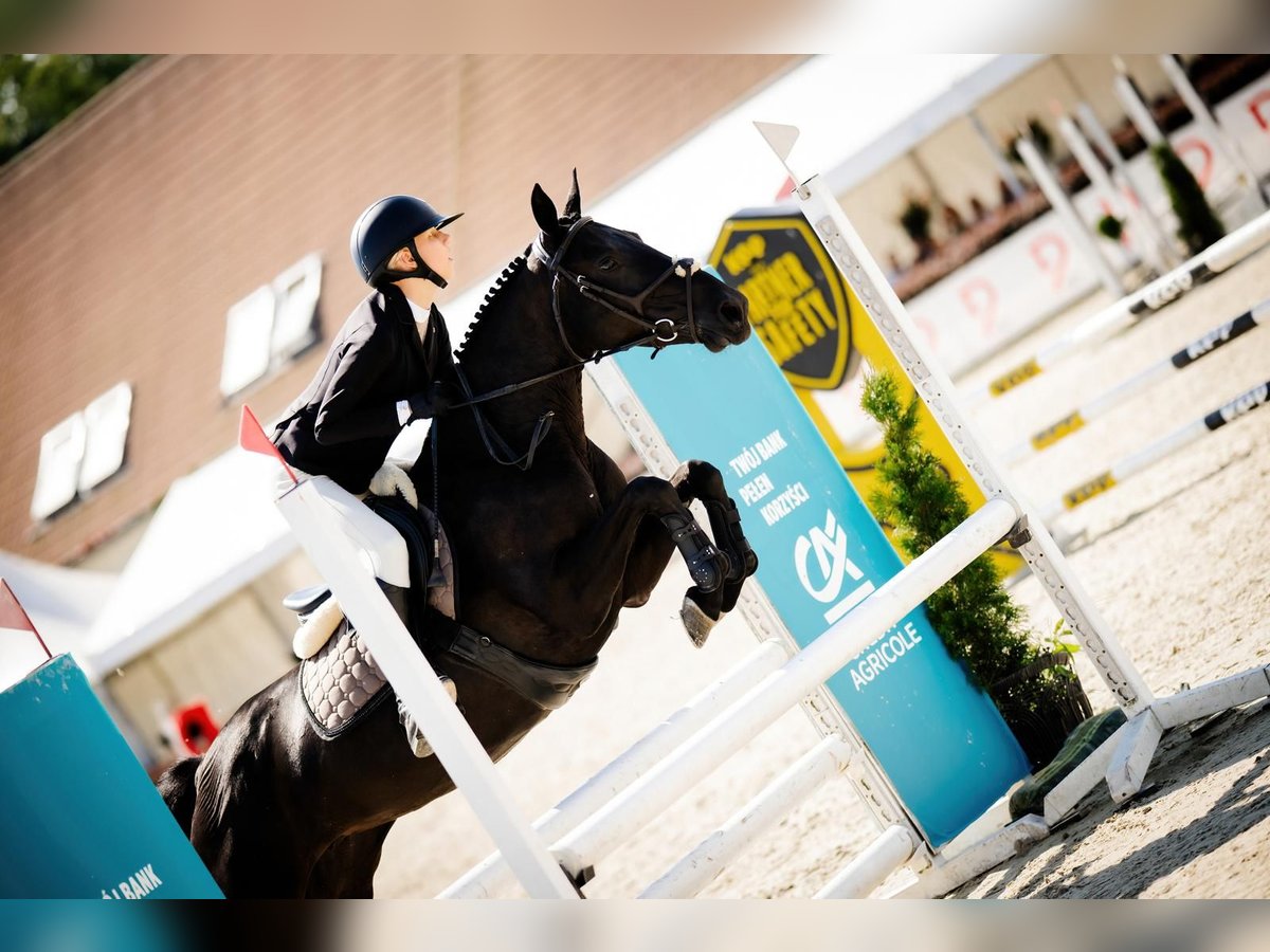 Más ponis/caballos pequeños Yegua 9 años 145 cm Negro in Bugaj