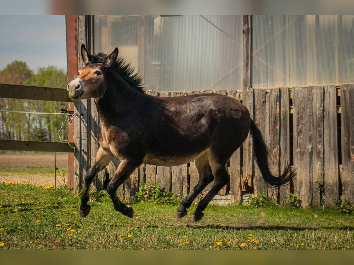 Maultier Stute 11 Jahre 134 cm in Ritzersdorf