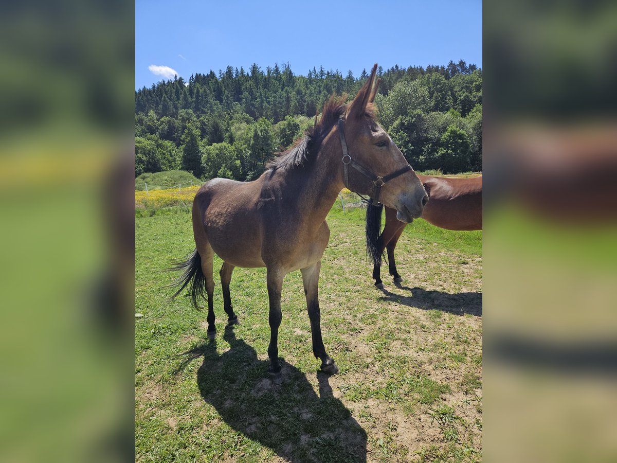 Maultier Stute 17 Jahre 156 cm Brauner in Kreuztal
