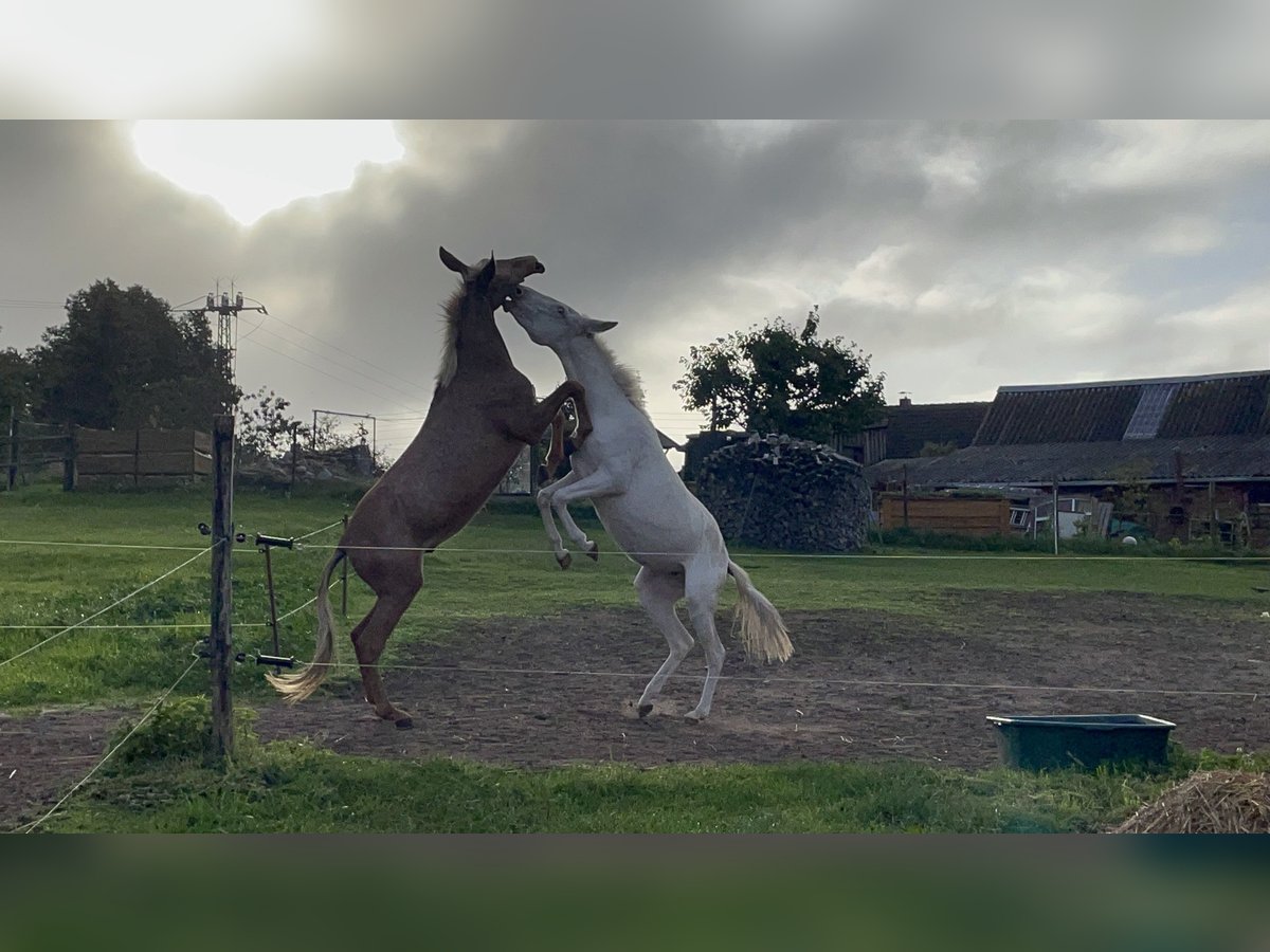 Maultier Stute 5 Jahre 142 cm Cremello in Stavenhagen