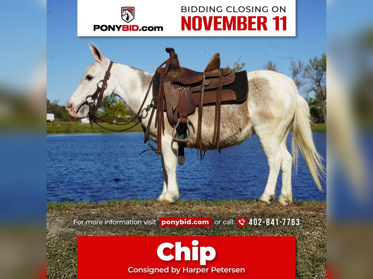 Maultier Stute 7 Jahre 81 cm Schimmel in Corsica