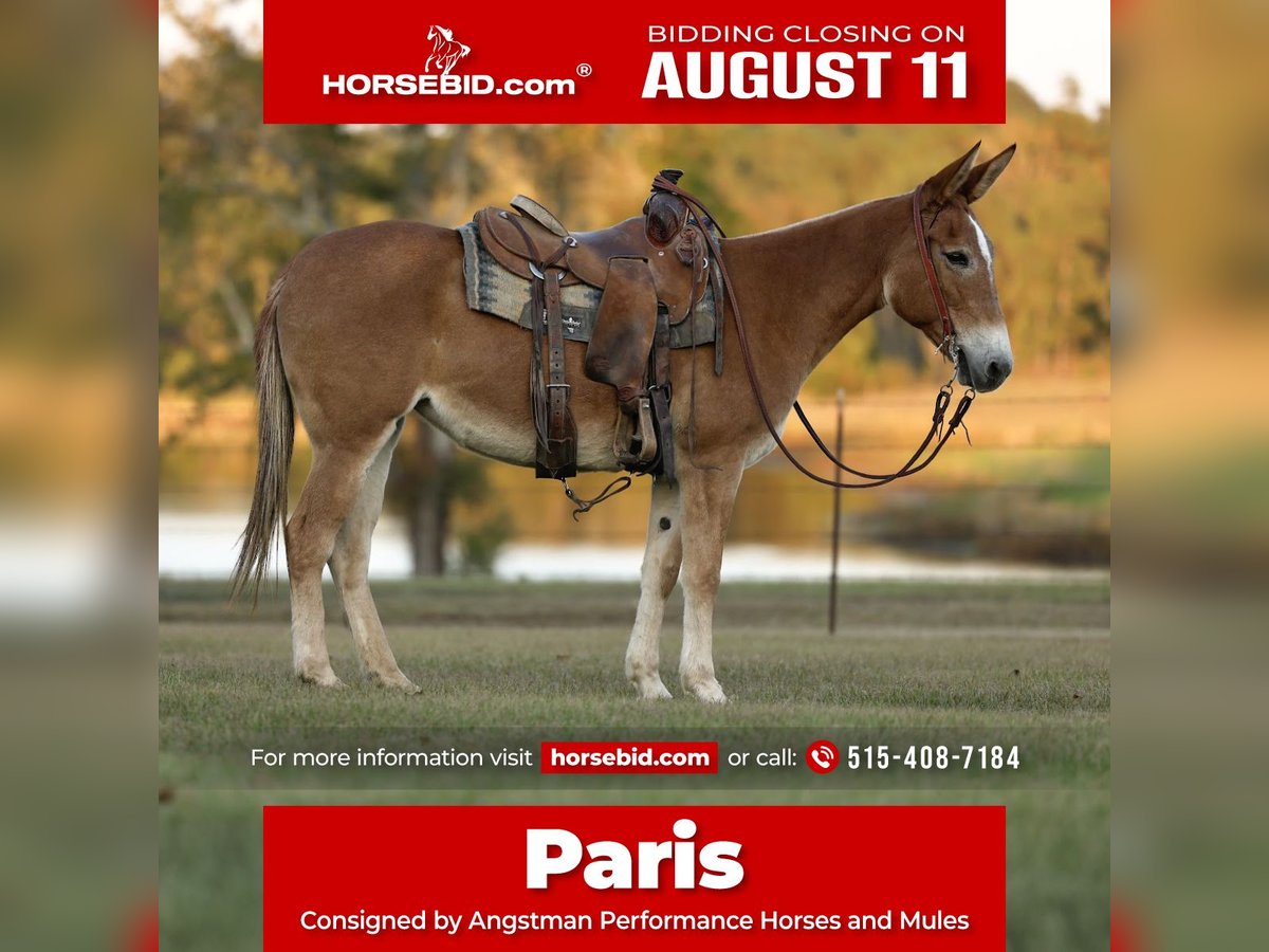 Maultier Stute 8 Jahre 147 cm Red Dun in Huntsville