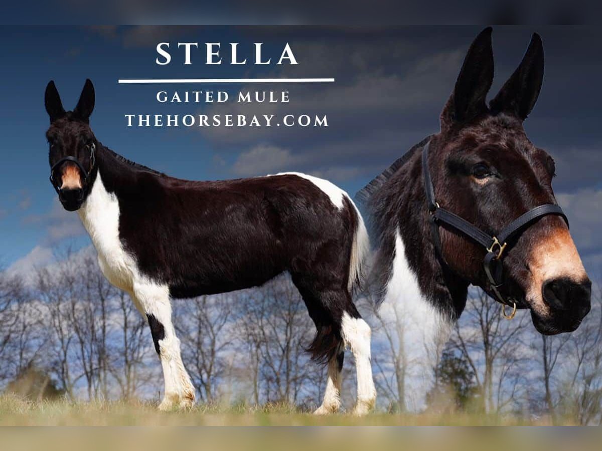 Maultier Stute 8 Jahre 152 cm Tobiano-alle-Farben in Park City, KY