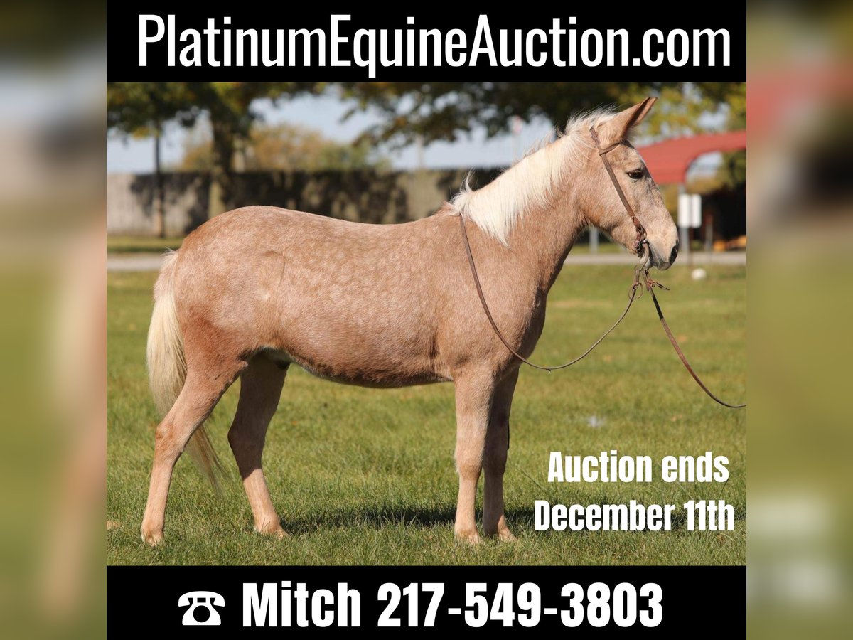 Maultier Wallach 10 Jahre 145 cm Palomino in Effingham IL