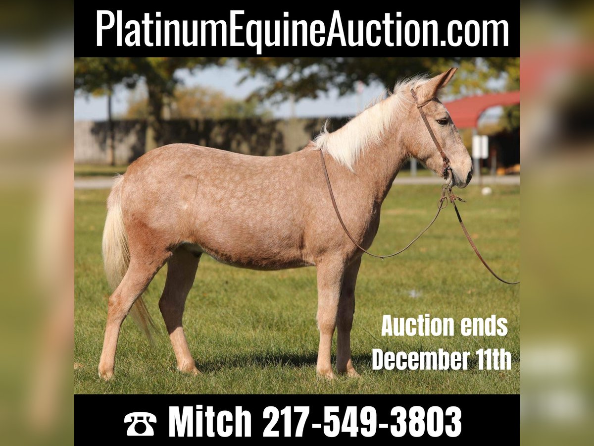 Maultier Wallach 11 Jahre 145 cm Palomino in Effingham IL