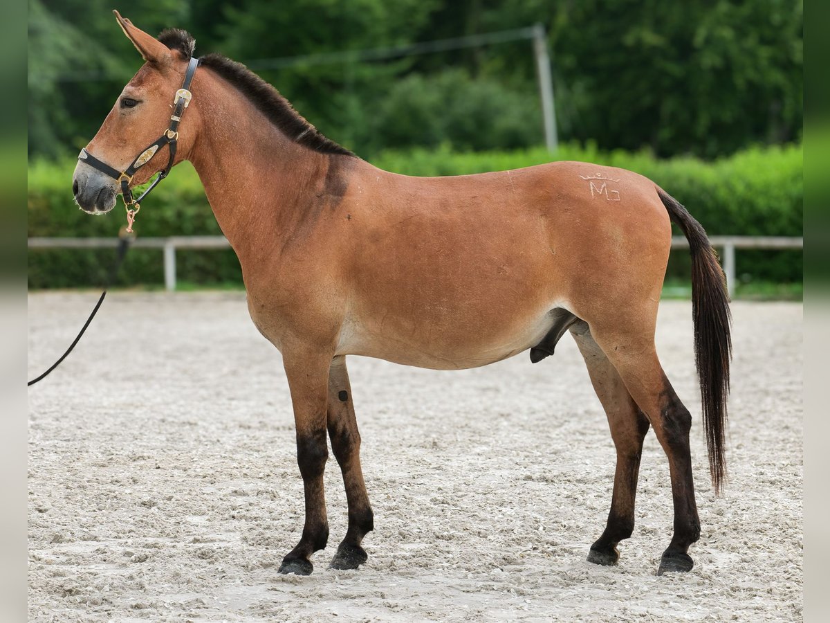 Maultier Wallach 12 Jahre 145 cm Brauner in Neustadt Wied