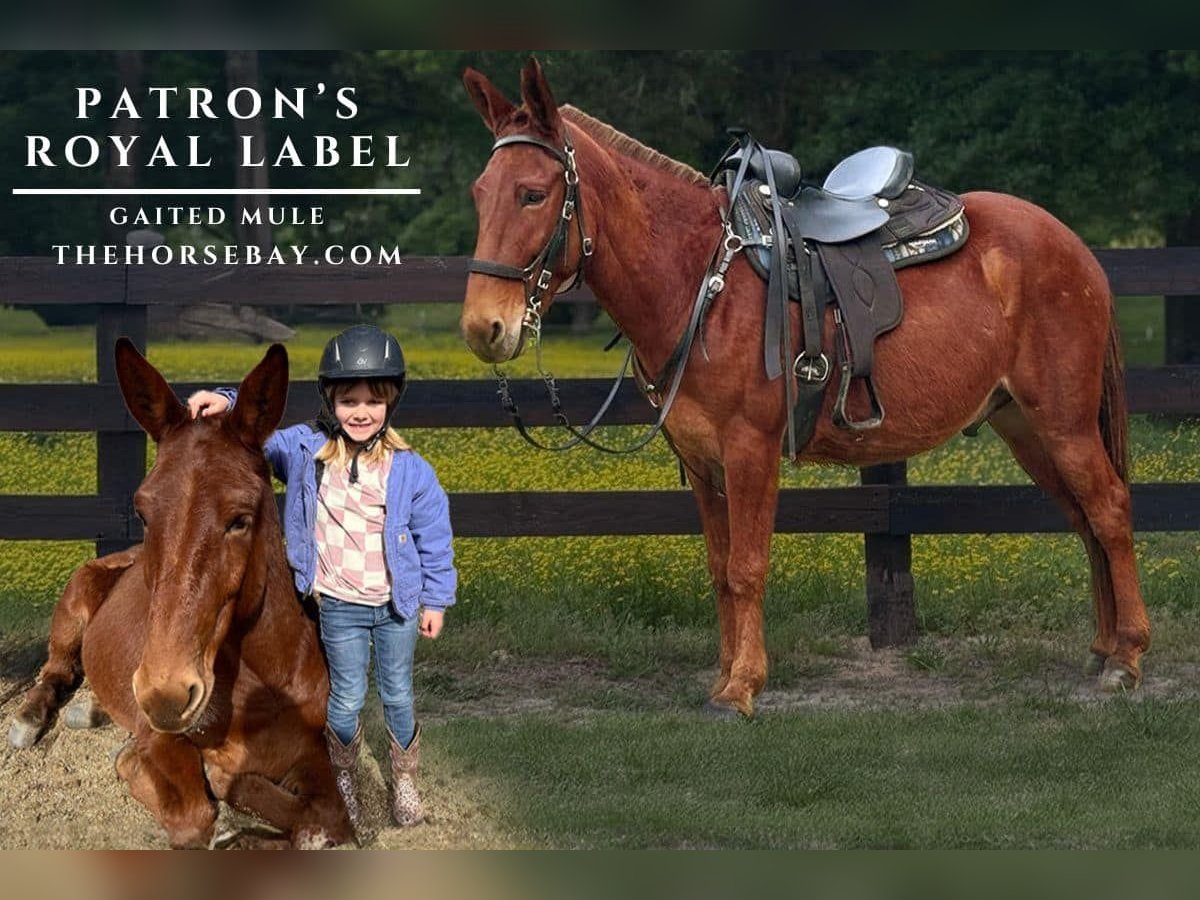 Maultier Wallach 14 Jahre 152 cm Dunkelfuchs in High Point, NC