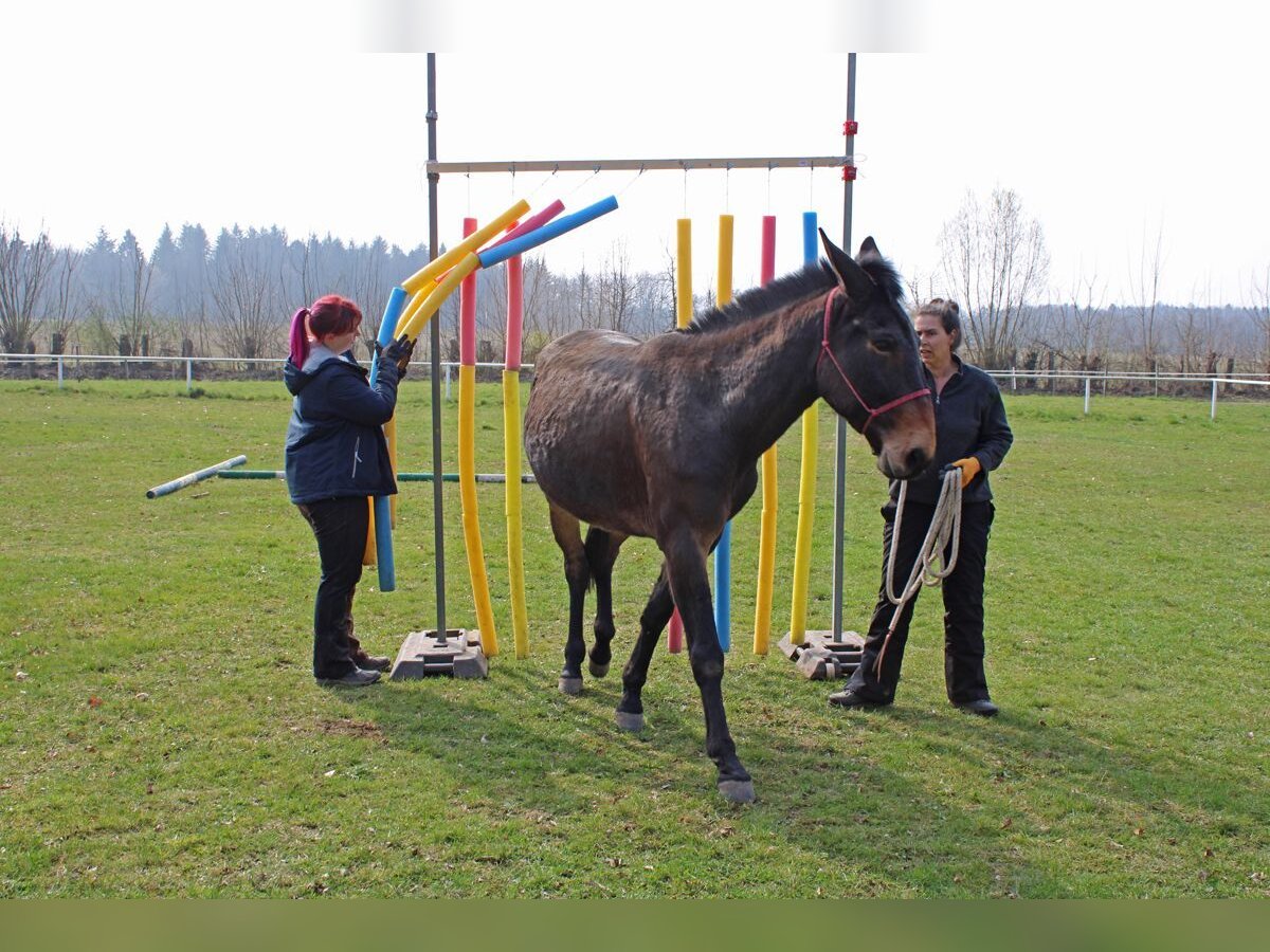 Maultier Wallach 17 Jahre 163 cm Brauner in Kaiserslautern