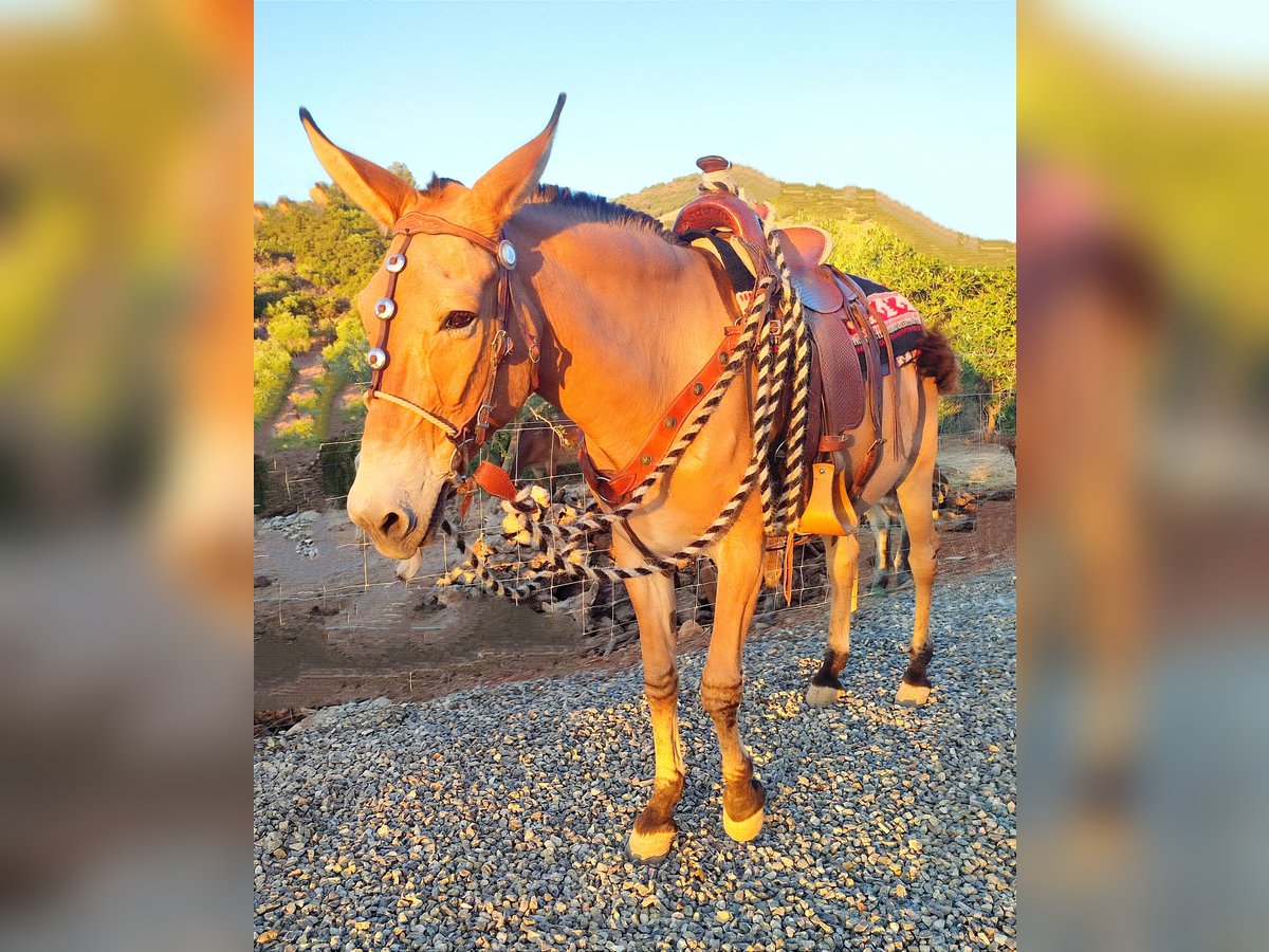 Maultier Wallach 18 Jahre 158 cm Buckskin in Jerez de la Frontera