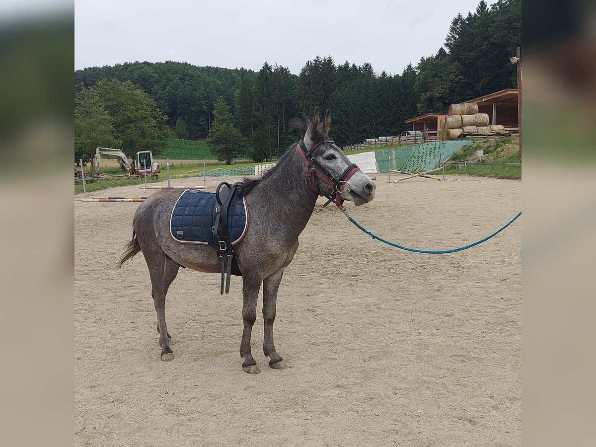 Maultier Wallach 4 Jahre 125 cm in Gersdorf an der Feistritz