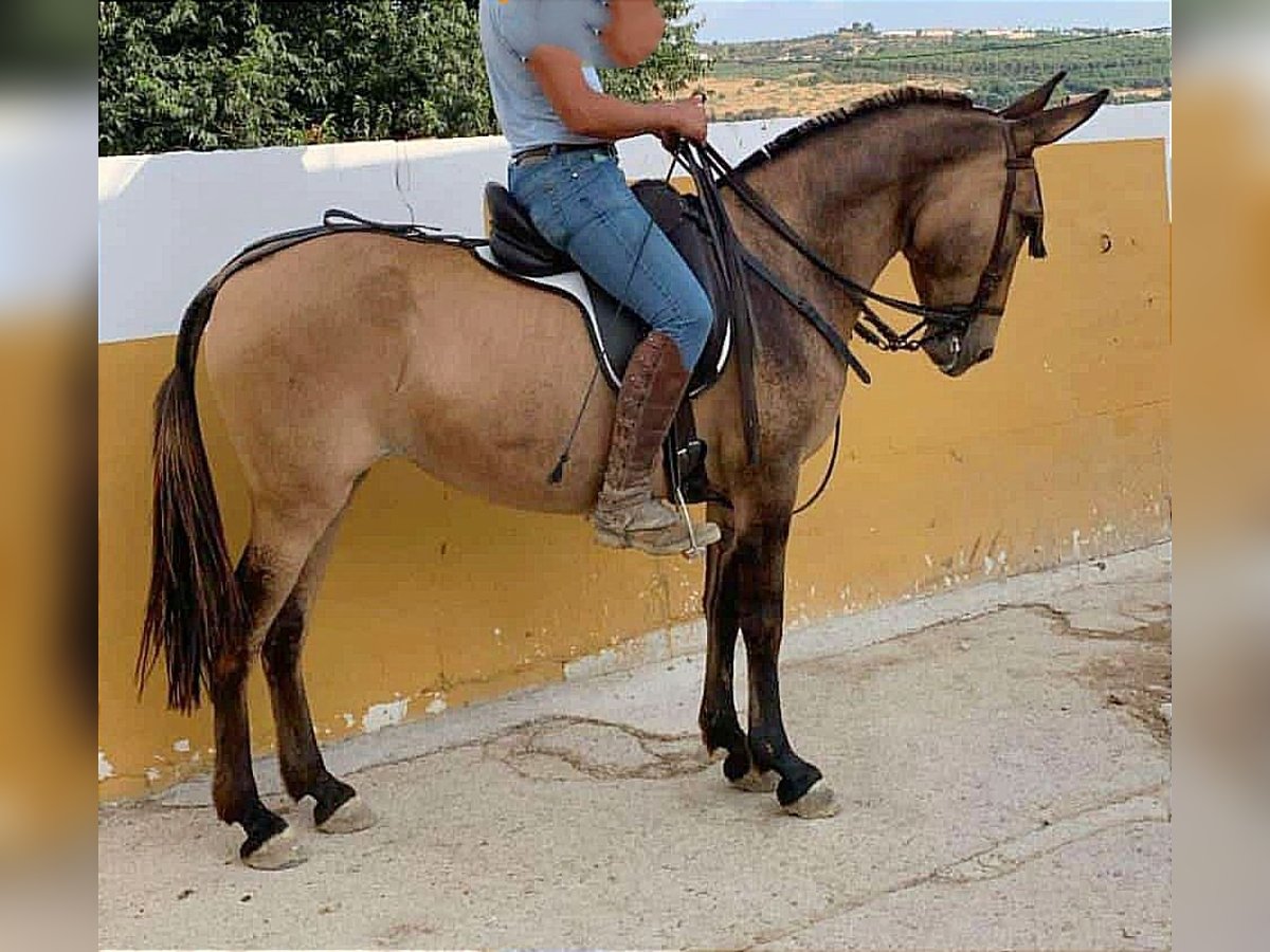 Maultier Wallach 8 Jahre 158 cm Falbe in Jerez de la Frontera