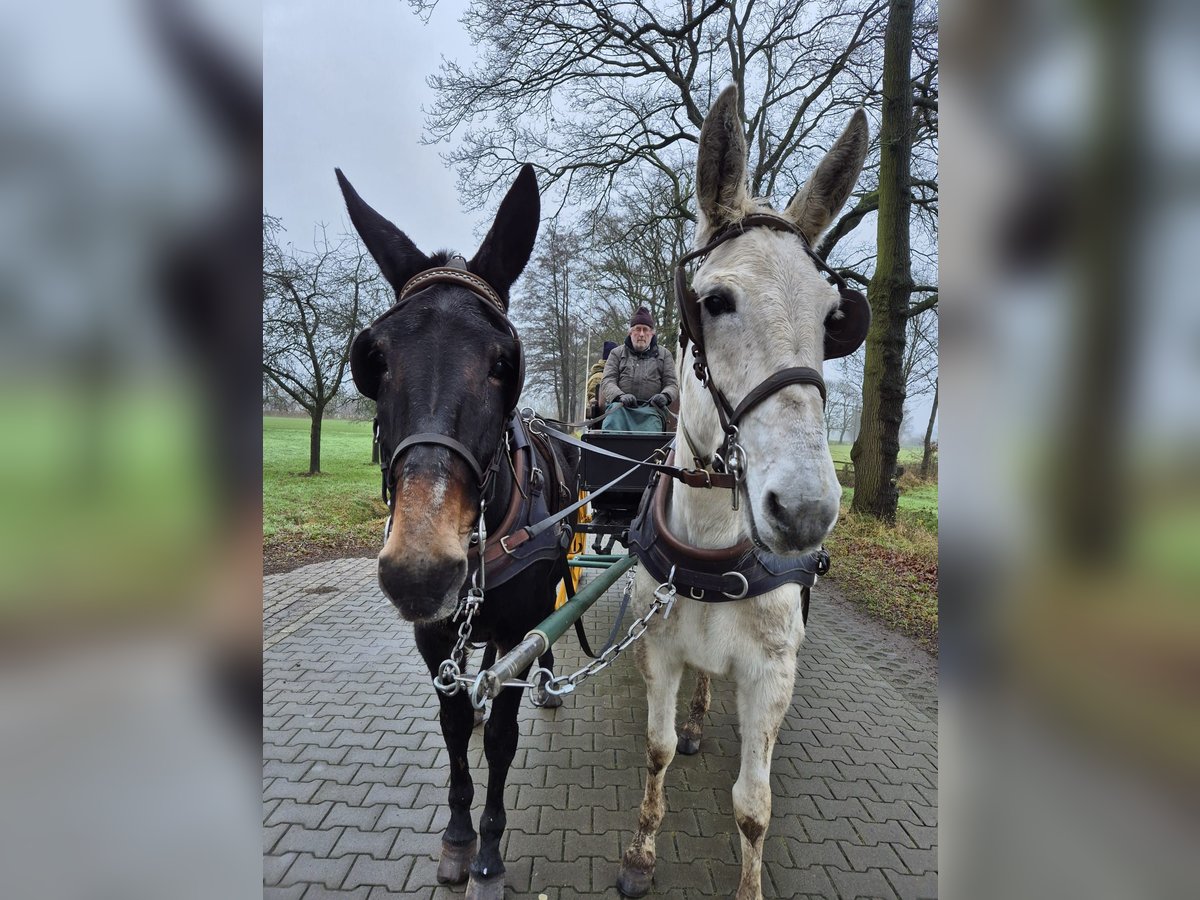 Maultier Wallach 8 Jahre 160 cm Dunkelbrauner in Aalten