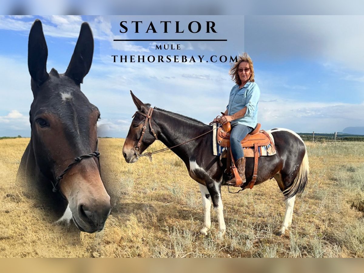 Maultier Wallach 9 Jahre 150 cm Tobiano-alle-Farben in Franktown, CO