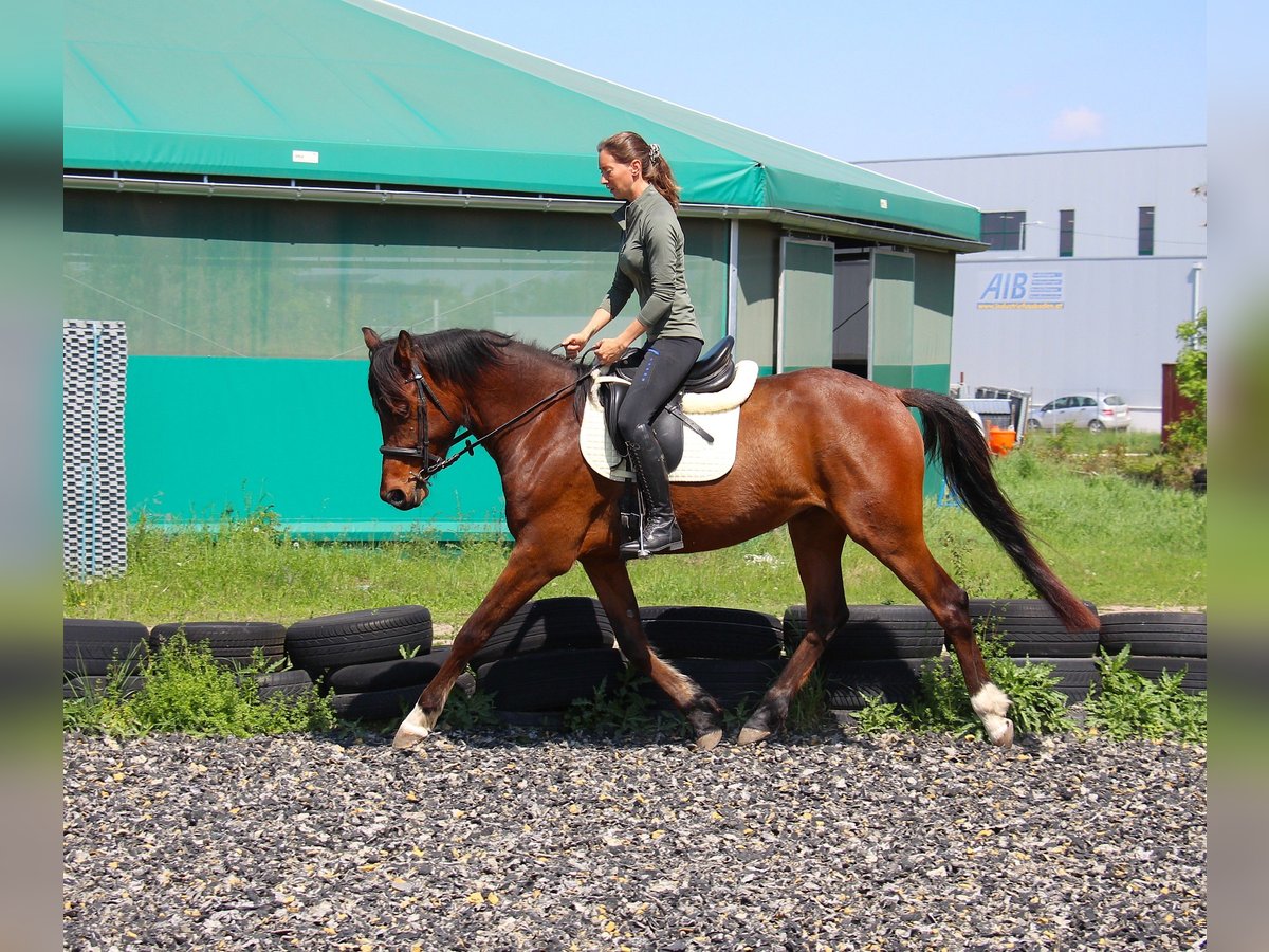 Mały koń niemiecki Mix Klacz 4 lat 152 cm Gniada in Himberg
